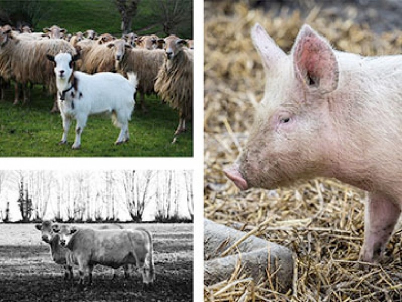 Ideal agricultural solution for eco-friendly and safe waste removal during the time of COVID-19